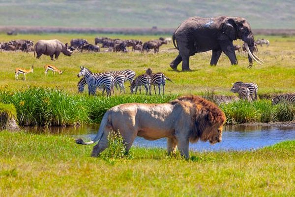 serengeti national park